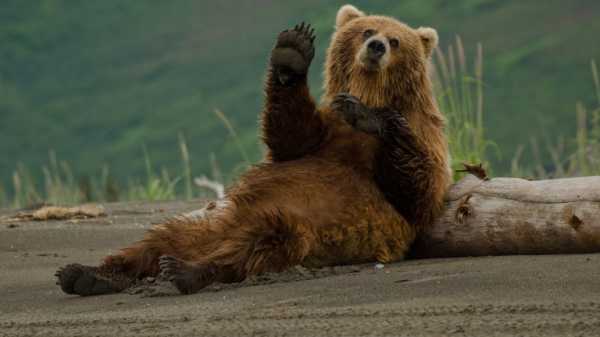 Браконьеры убили бурого медведя в Риле