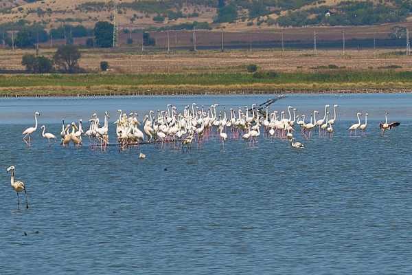 Розовые фламинго снова прилетели на Южное побережье Болгарии