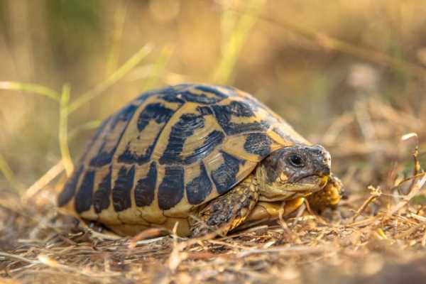 Черепахи в Болгарии под угрозой исчезновения?