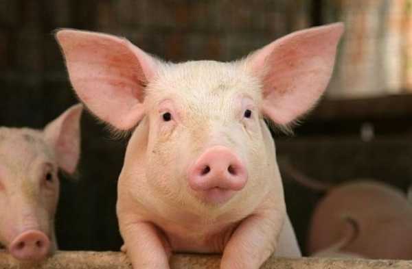 Болгария может потерять свиноводство как отрасль