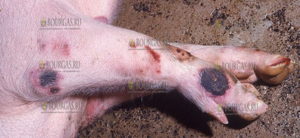 Африканская чума свиней в Брезнишко на Западе Болгарии