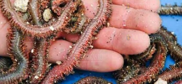 С прилавков магазинов в Болгарии исчезает морской червь