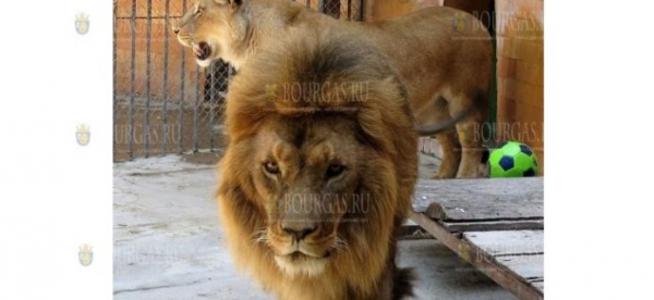 Лев в зоопарке в Разграде имеет серьезные проблемы с передвижением по вольеру.