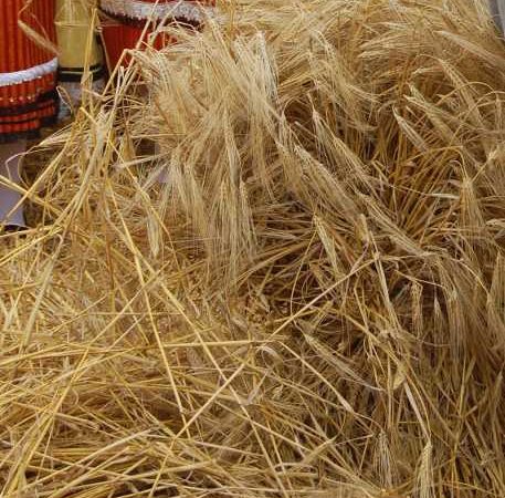 Болгария на четвертом месте в ЕС по экспорту пшеницы