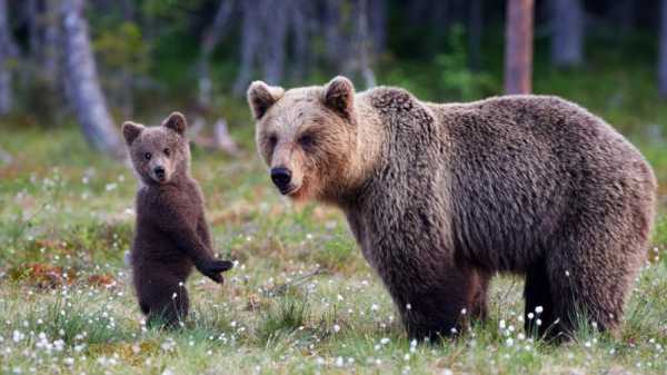 Популяция медведей на Витоше увеличилась