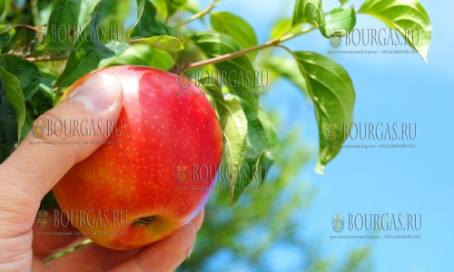 В этом году яблоки в Болгарии в дефиците