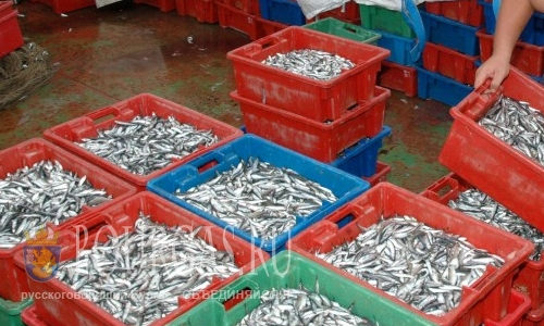 Вредных веществ в черноморской рыбе минимум