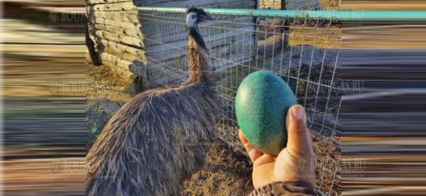 Страус Эму снесла яйцо в зоопарке Бургаса