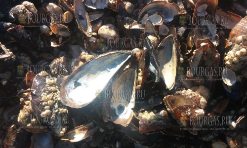 Популяция моллюсков в Болгарии сокращается