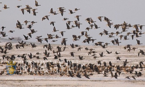 Белолобые гуси атакуют озера Бургасской области