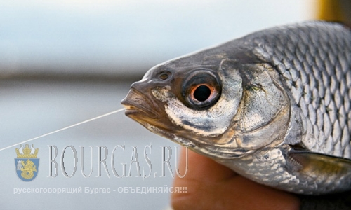 Полномочия инспекторов рыбнадзора в Болгарии серьезно расширят