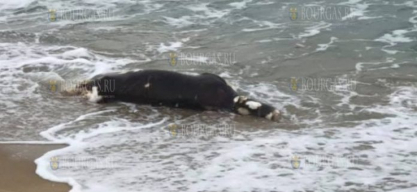 Море бросило тело коровы на пляж возле Варны
