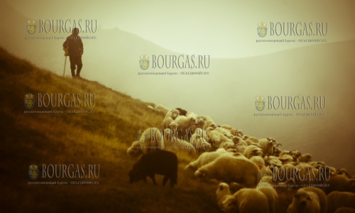 В Болгарии появятся пастухи иностранцы