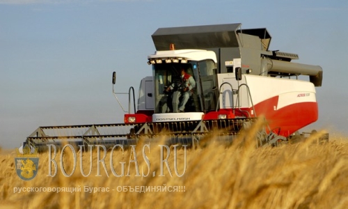 В Бургасской области началась уборка зерновых
