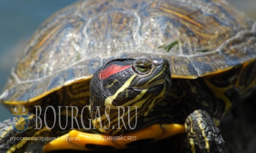 На Атанасовском озере замечены домашние черепахи