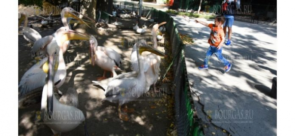 Варненский зоопарк отмечает Всемирный день пеликанов