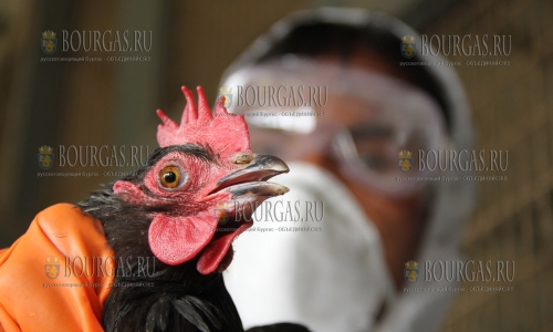 В Болгарии очередная вспышка птичьего гриппа
