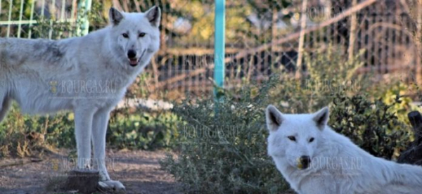 У семейства полярных волков в Зоопарке Бургаса — пополнение