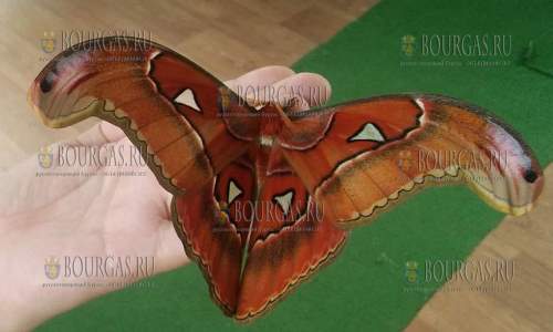 Гиганская бабочка вида Attacus Atlas снова в Бургасе