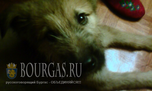 Бездомных собак в Болгарии хватает