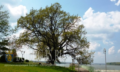 Дуб в Болгарии претендует на звание дерева года