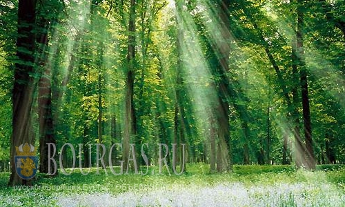 Более 40% территории Болгарии покрыто лесами