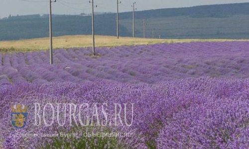 Болгария стала мировым лидером по производству лавандового масла