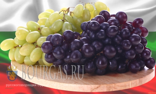 Цены на виноград в этом году в Болгарии «кусаются»