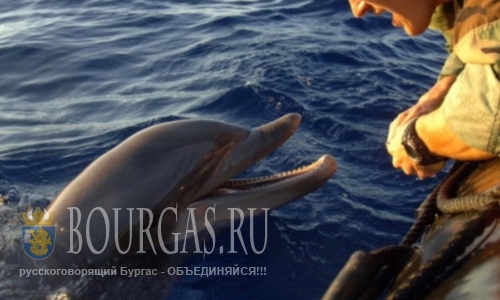 В Болгарии появляются десятки сообщений о гибели дельфинов