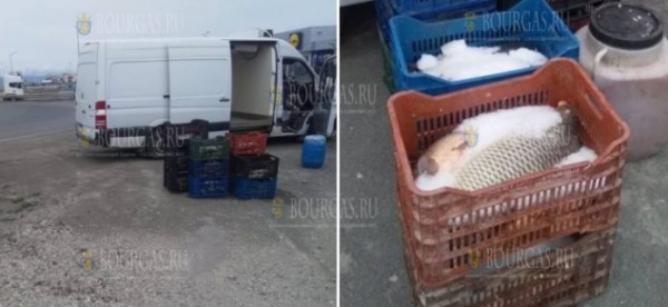 В Бургасе изъято более 300 килограммов рыбы и рыбной икры