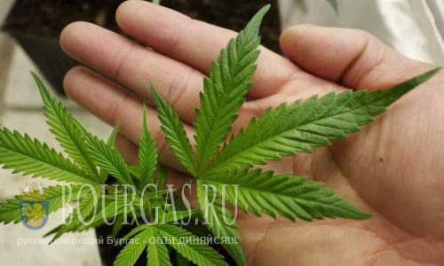 В Софии обнаружили домашнюю оранжерею марихуаны