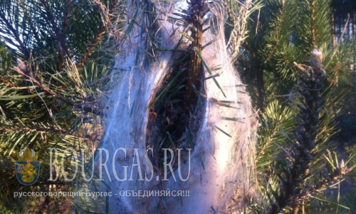 Леса в Казанлыке уничтожают вредители
