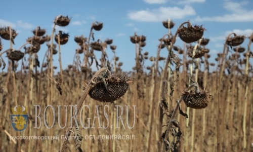 Засуха в Болгарии «съела» урожай подсолнечника