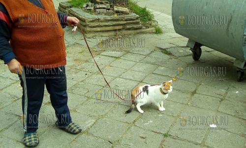 В Бургасе появилась новая достопримечательность — дамас кошкой