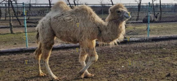 По зоопарку Бургаса скоро можно будет прокатится на верблюде