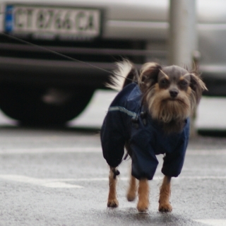В Болгарии каждая бездомная собака получит собачий паспорт