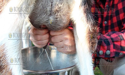 Болгарская порода коз сертифицирована в ЕК