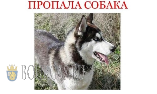 В Болгарии, как и в Европе, воруют животных