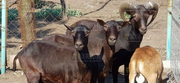 В зоопарке Бургаса — пополнение, здесь появились черные муфлоны