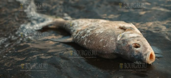 В реке Марица на Юге Болгарии снова появилась мертвая рыба