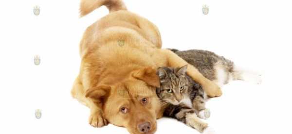Собаки и домашние коты могут болеть и переносить COVID-19