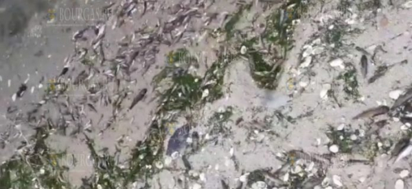 В Варненском озере снова появилась мертвая рыба