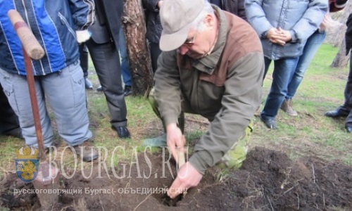 В Айтосе высадили около 1000 деревьев