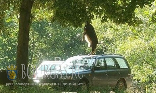 Козы в Болгарии против неправильной парковки авто