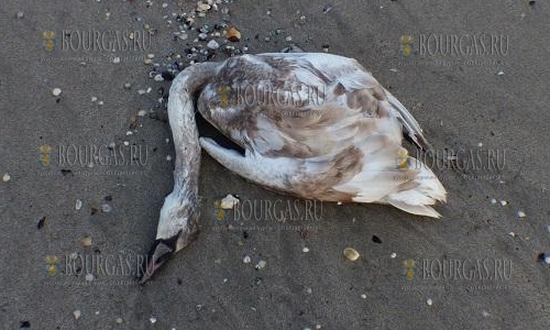 На пляже в Бургасе нашли мертвого лебедя