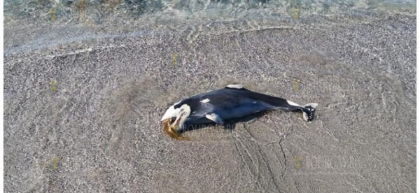 Море выбросило мертвого дельфина на пляж в Поморие