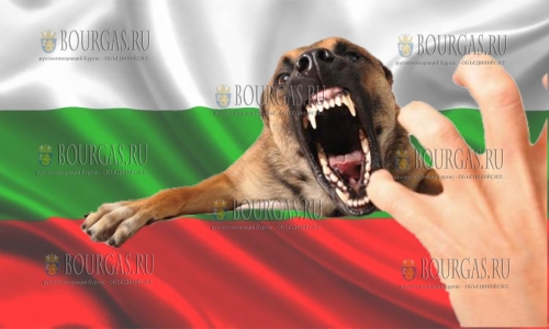 В Болгарии 50-килограммовый пес напал на ребенка