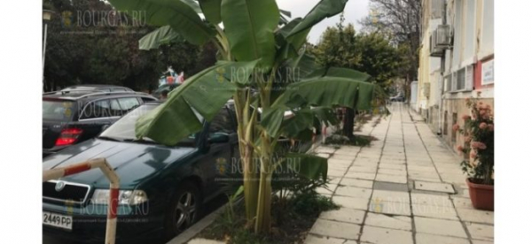 Огромная банановая пальма растет неподалеку от центра Варны