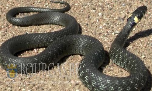 Сегодня змея была замечена в Южном парке Софии