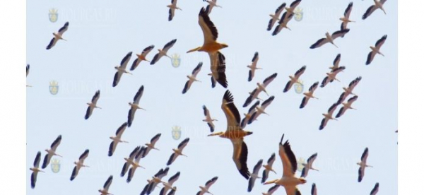 Пеликаны летят над Варной
